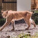 Foto: Facebook/Regia Nationala a Padurilor - Romsilva