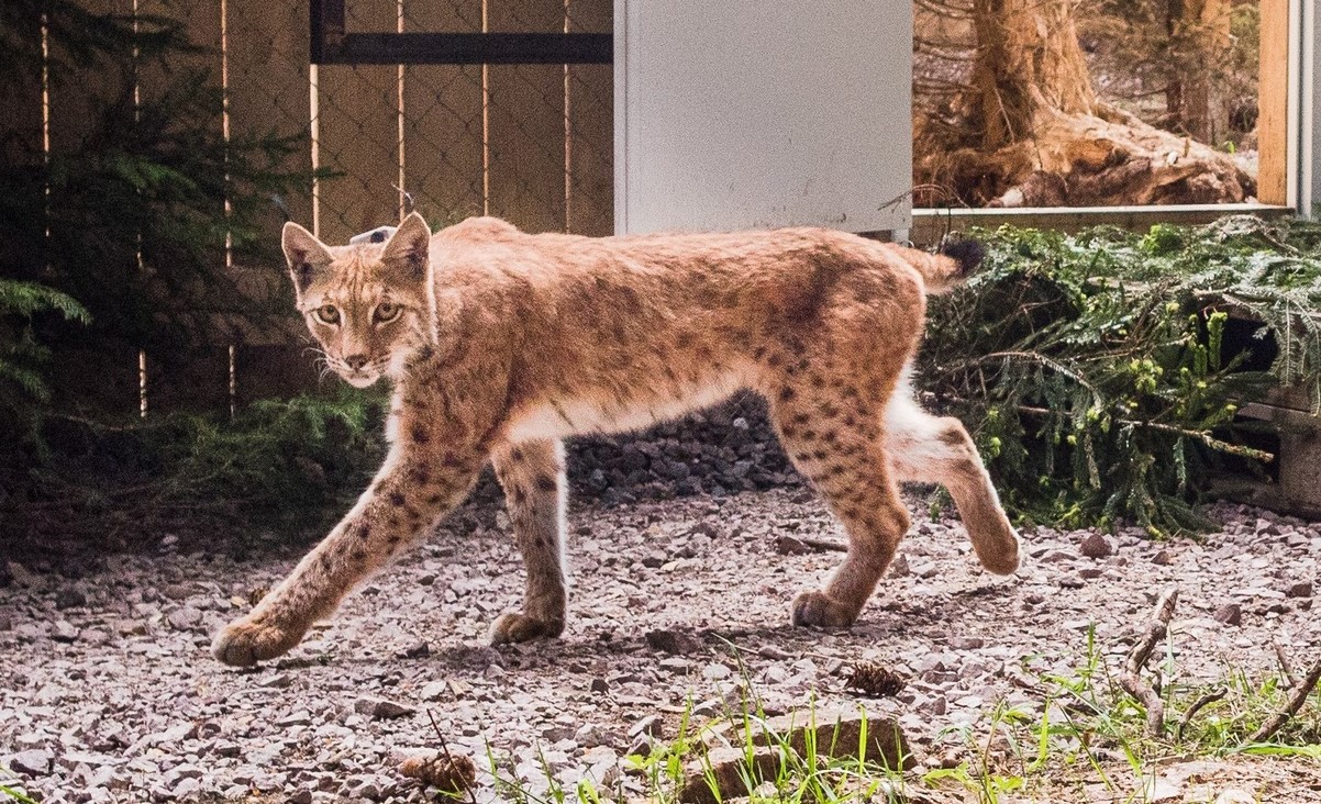 Foto: Facebook/Regia Nationala a Padurilor - Romsilva - Jurnalul Olteniei – Știri din Craiova și Oltenia Foto: Facebook/Regia Nationala a Padurilor - Romsilva