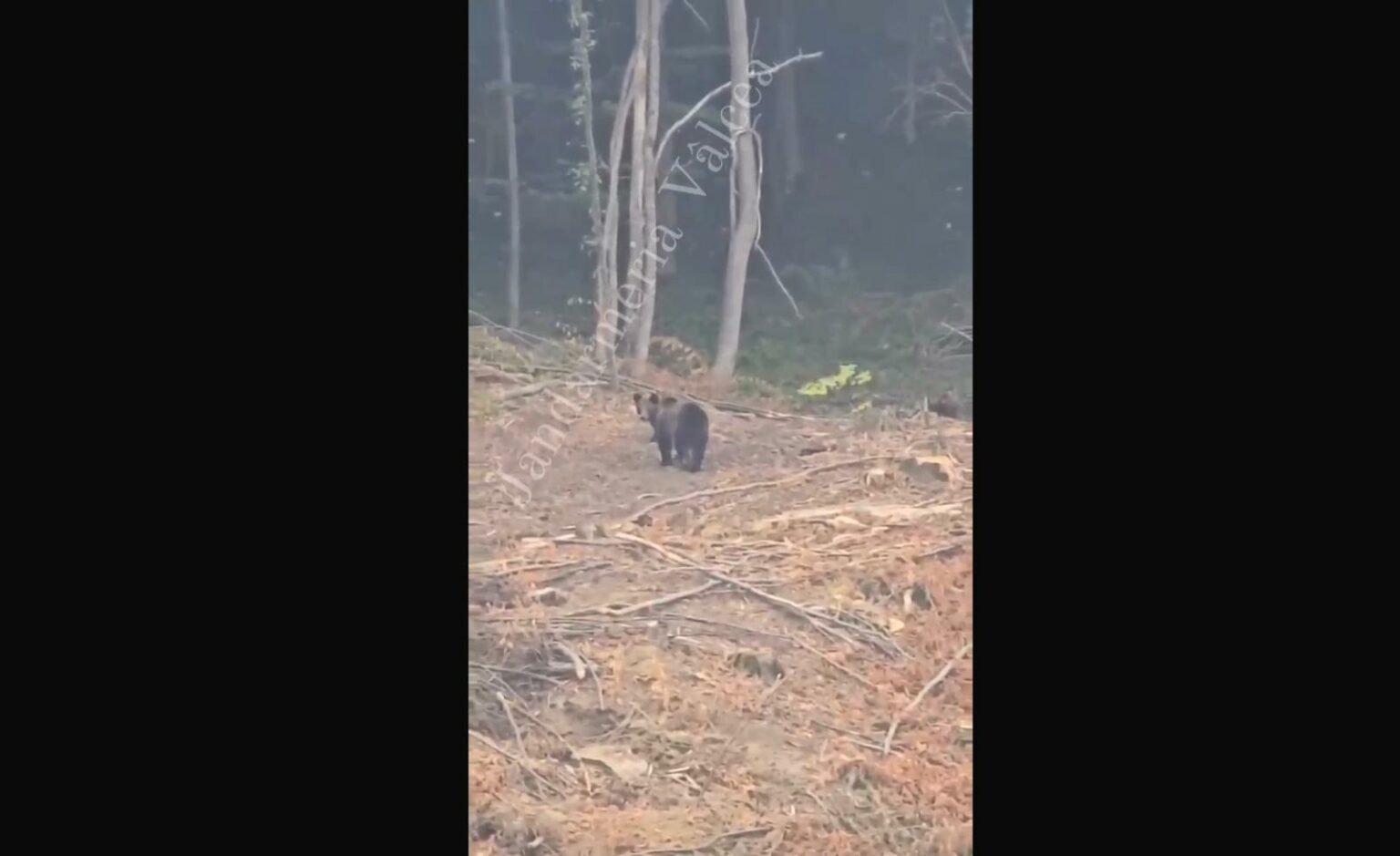 - Jurnalul Olteniei – Știri din Craiova și Oltenia