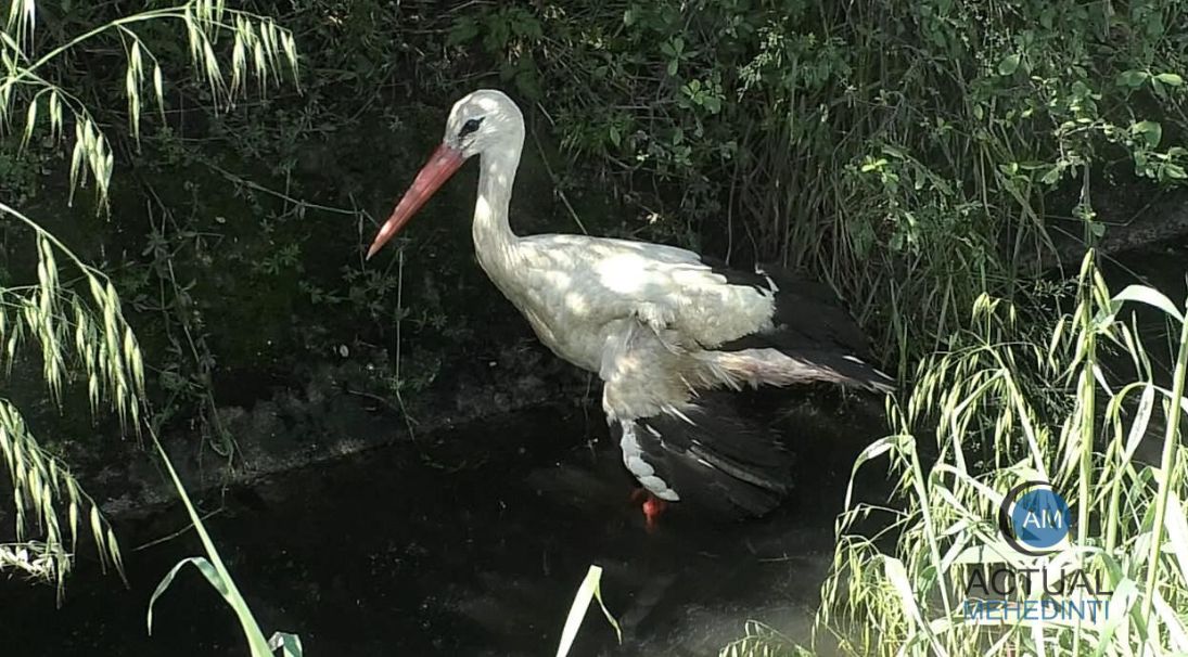 - Jurnalul Olteniei – Știri din Craiova și Oltenia