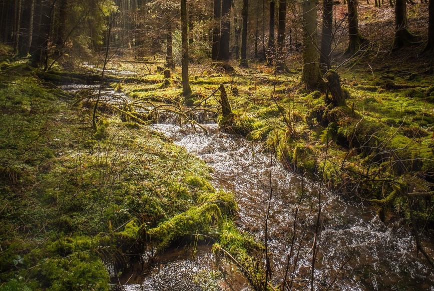 Foto: pixabay.com - Jurnalul Olteniei – Știri din Craiova și Oltenia Foto: pixabay.com