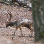 Foto: Facebook/Regia Nationala a Padurilor - Romsilva