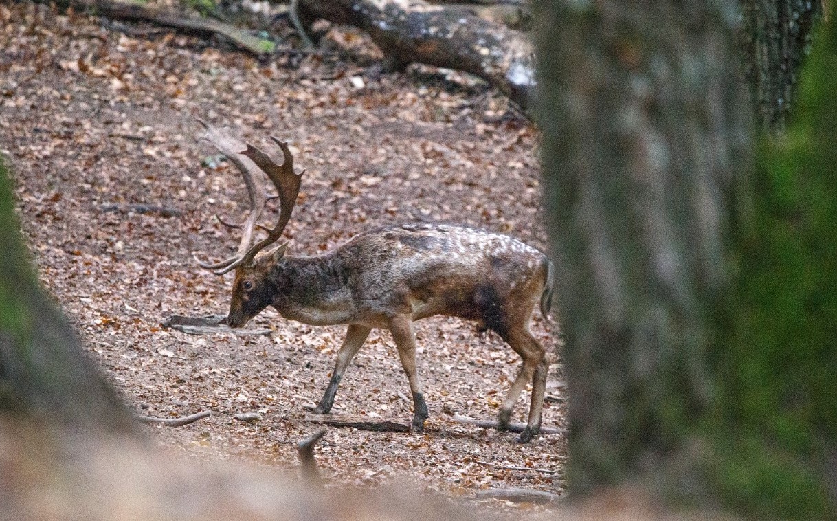 Foto: Facebook/Regia Nationala a Padurilor - Romsilva - Jurnalul Olteniei – Știri din Craiova și Oltenia Foto: Facebook/Regia Nationala a Padurilor - Romsilva