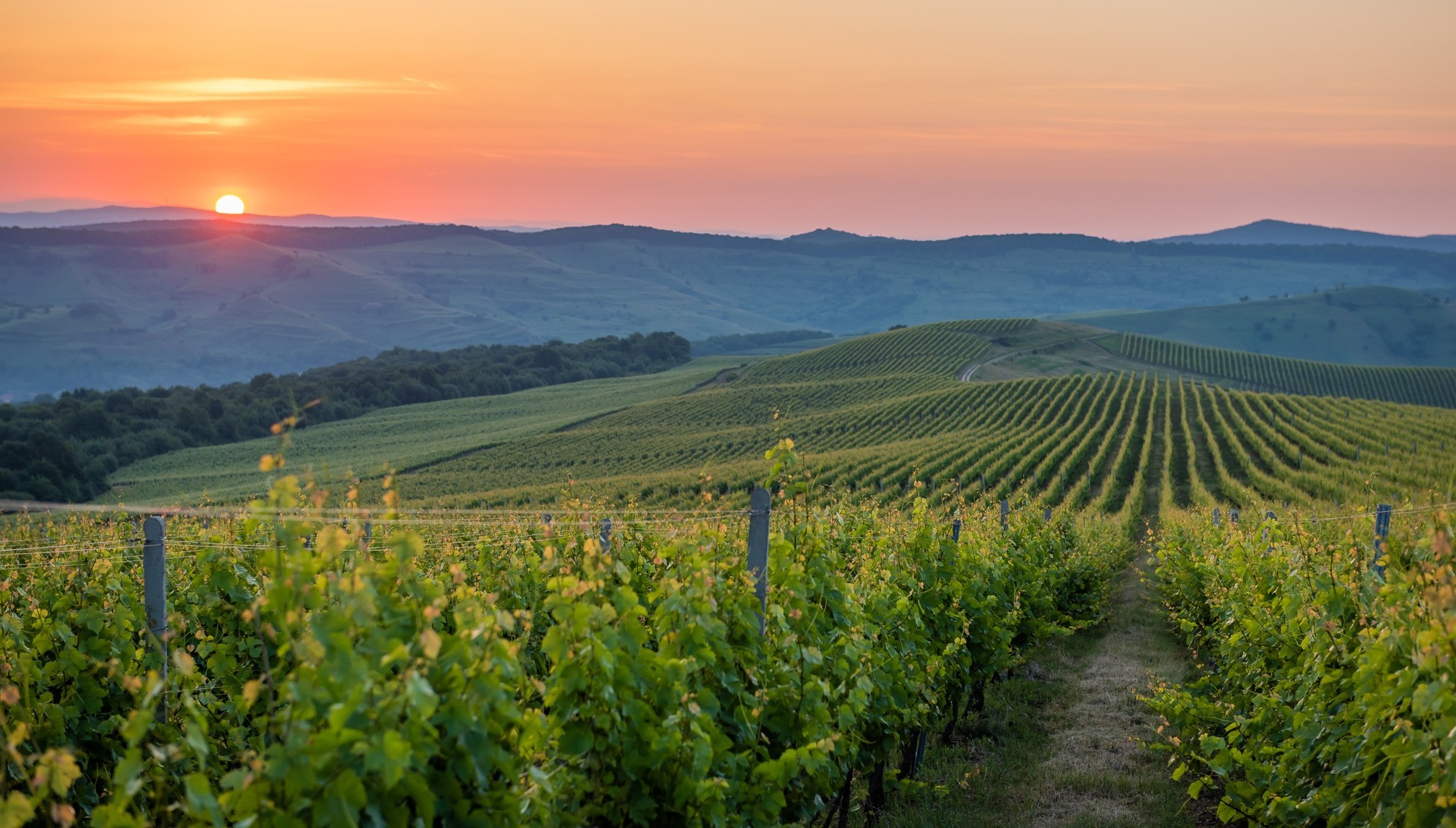 Foto: Facebook/Jidvei