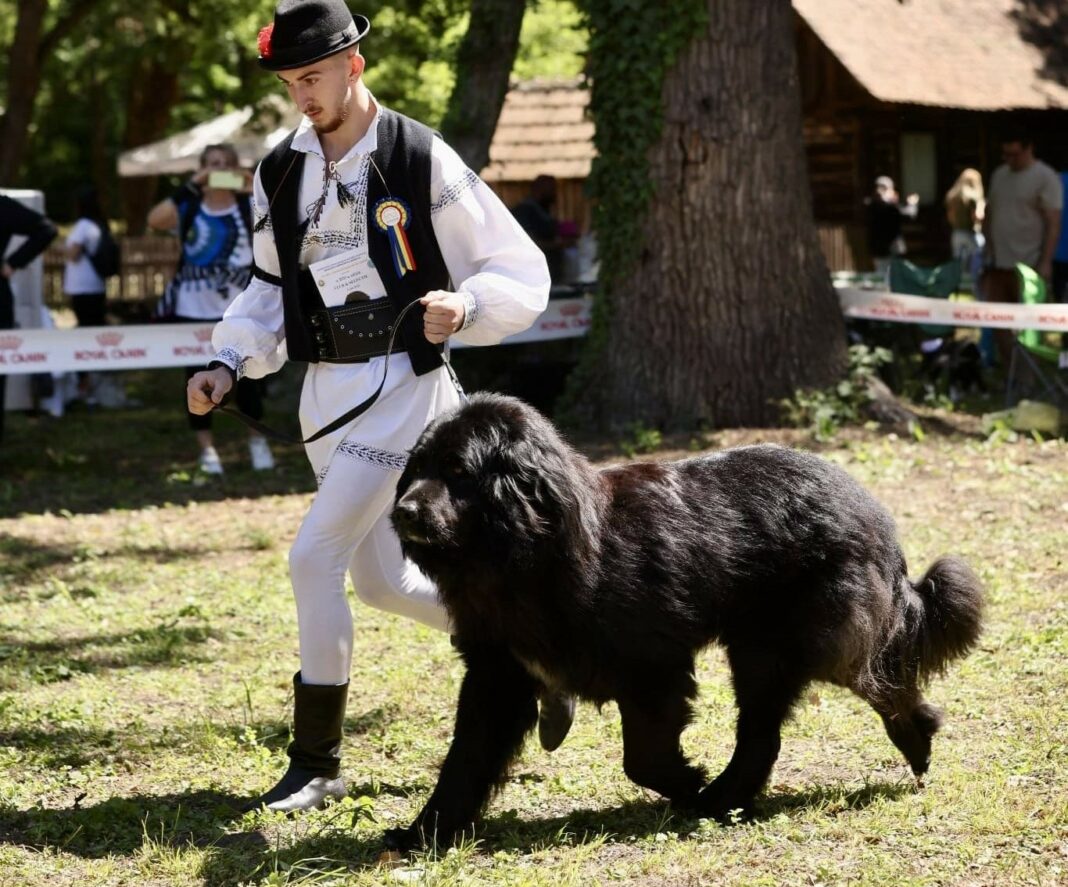 Foto: Facebook/Asociatia Chinologica Romana - Romanian Kennel Club