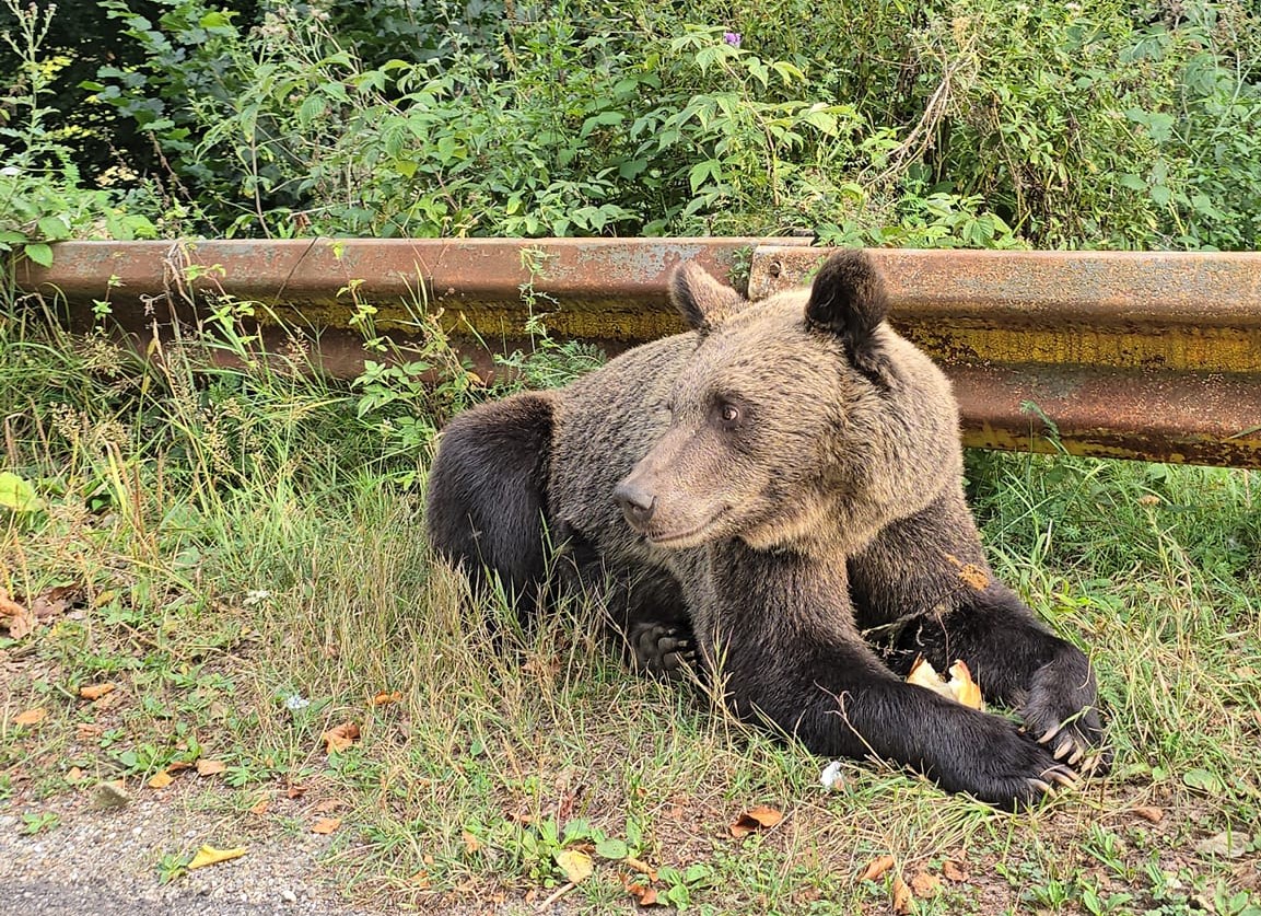 - Jurnalul Olteniei – Știri din Craiova și Oltenia
