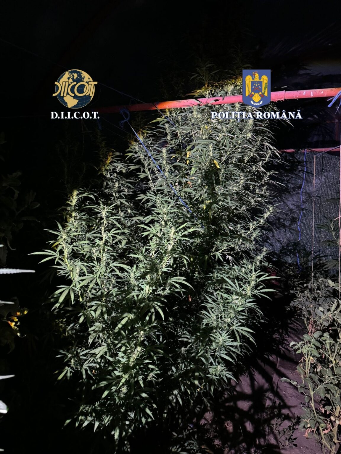 bd2a46b9-04f3-4b68-b003-43713f526c05 - Jurnalul Olteniei – Știri din Craiova și Oltenia