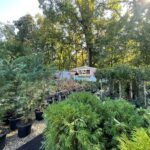 căsuța cu flori RAADPFL Craiova