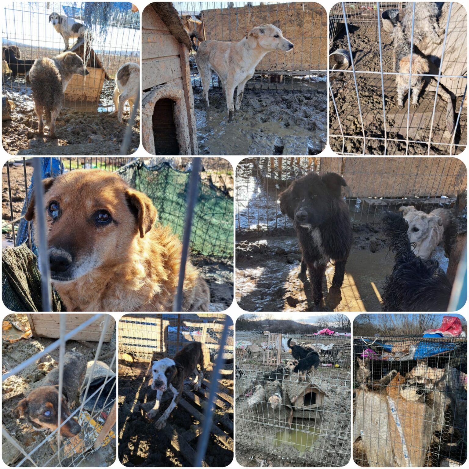 IMG-20241213-WA0001 - Jurnalul Olteniei – Știri din Craiova și Oltenia