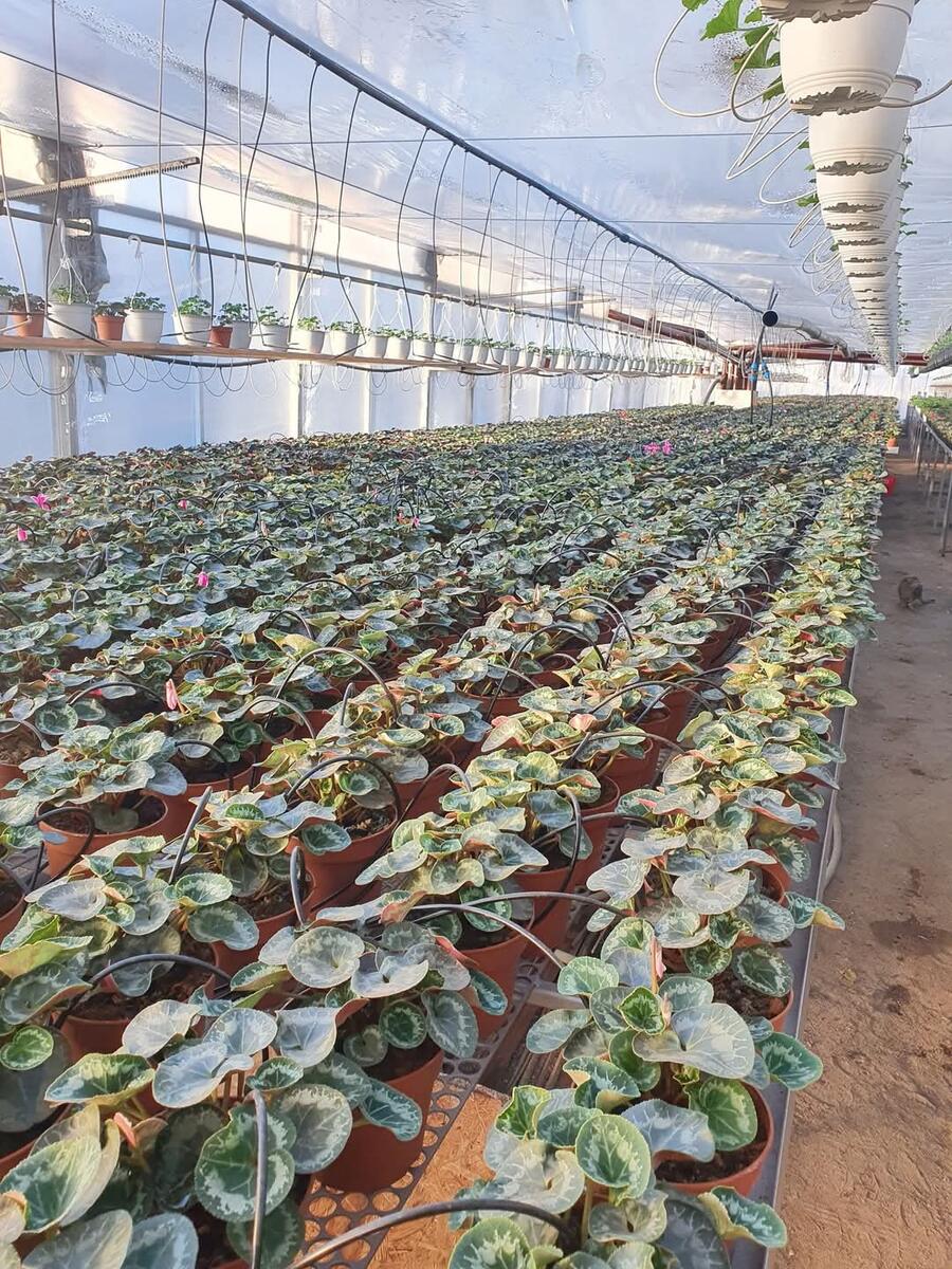 4d873a84e7faa8c6a7992b6d44a59dafedc9e8f4 - Jurnalul Olteniei – Știri din Craiova și Oltenia