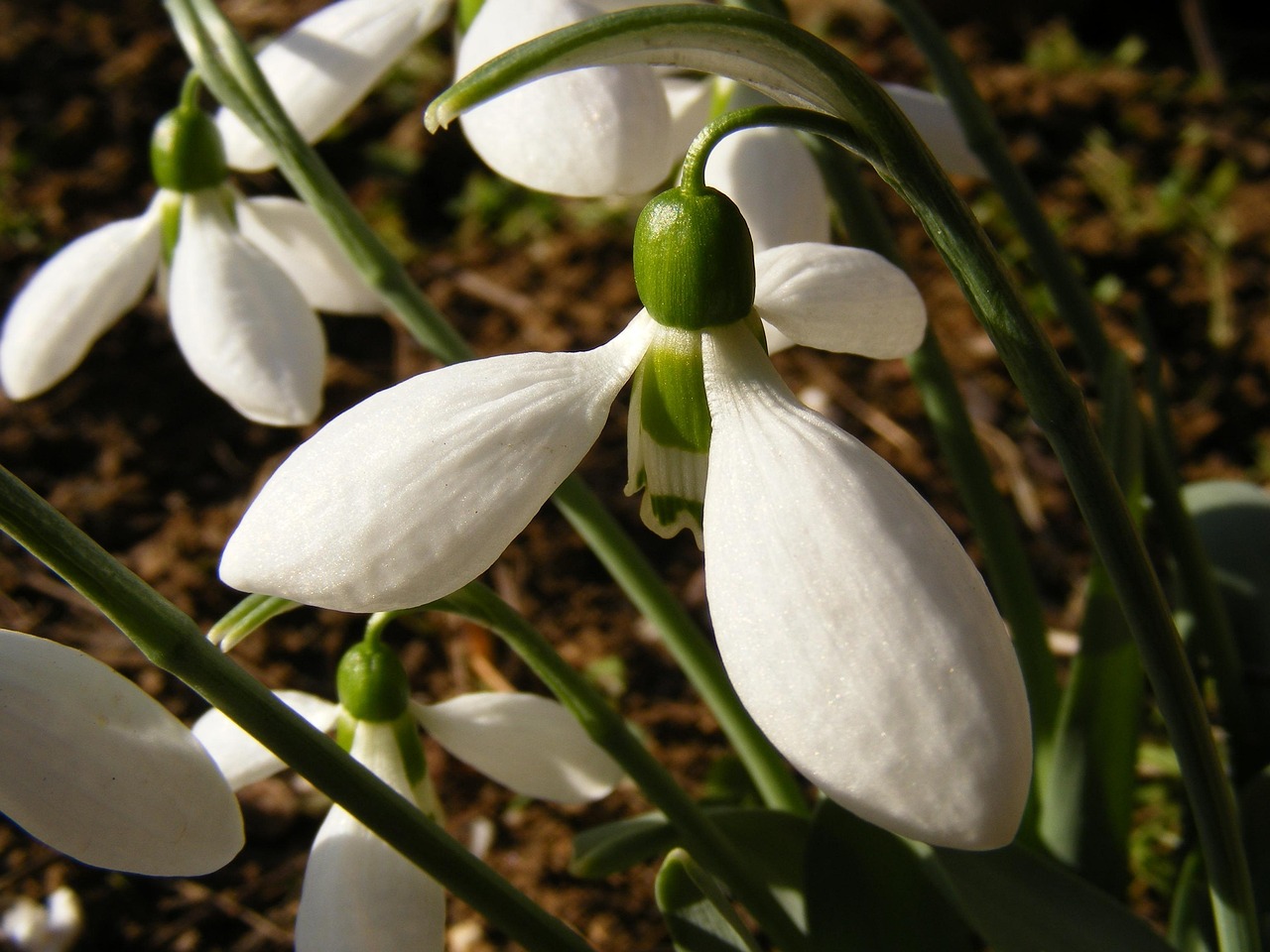 Foto: pixabay.com - Jurnalul Olteniei – Știri din Craiova și Oltenia Foto: pixabay.com