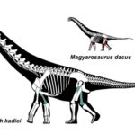 Foto: Facebook/ Geoparcul Internațional U N E S C O Țara Hațegului