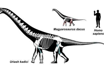 Foto: Facebook/ Geoparcul Internațional U N E S C O Țara Hațegului