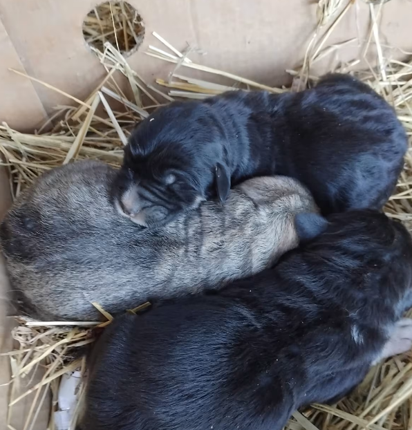 catelusi - Jurnalul Olteniei – Știri din Craiova și Oltenia