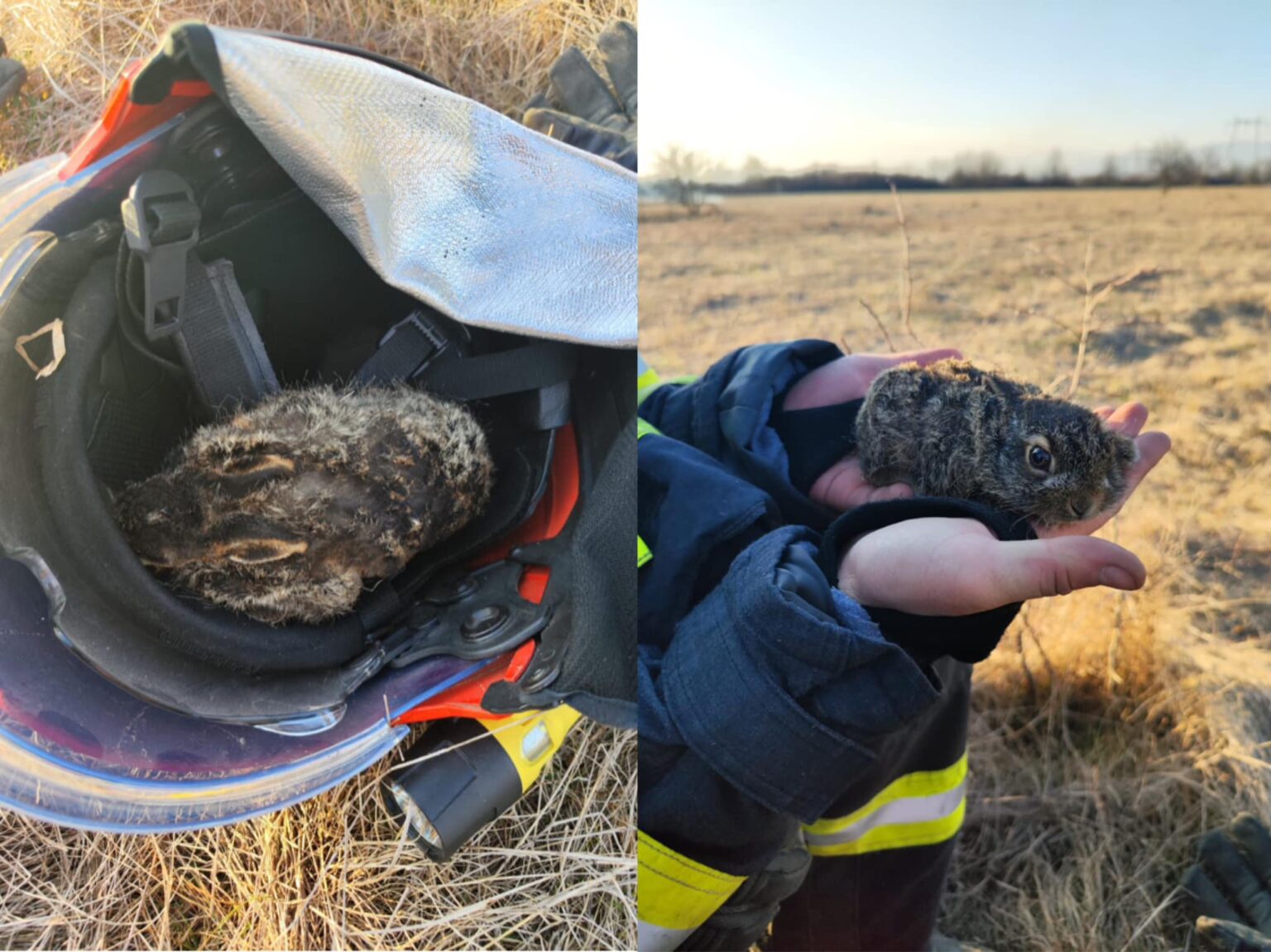 iepuras ISU Gorj - Jurnalul Olteniei – Știri din Craiova și Oltenia