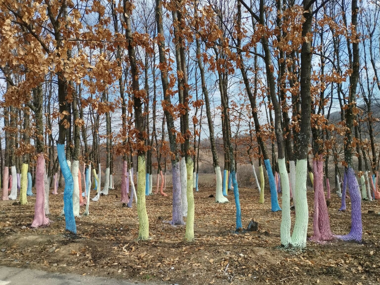 sovarna copaci colorati - Jurnalul Olteniei – Știri din Craiova și Oltenia