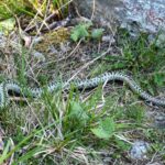 Foto: Facebook/ Parcul Național Retezat National Park