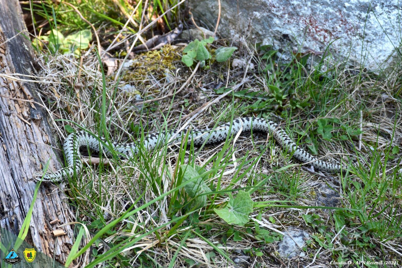 Foto: Facebook/ Parcul Național Retezat National Park