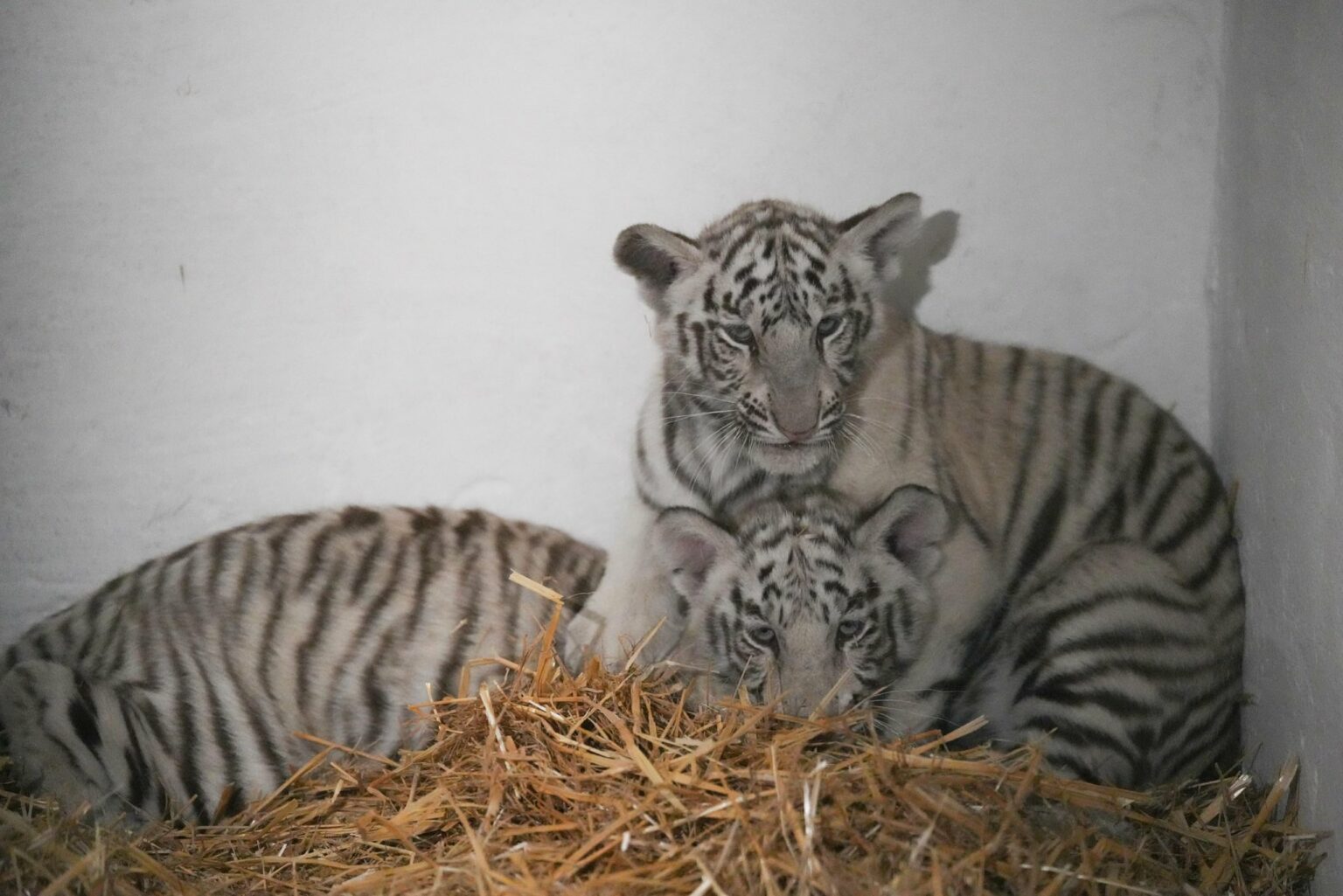 2 pui de tigru parc craiova - Jurnalul Olteniei – Știri din Craiova și Oltenia