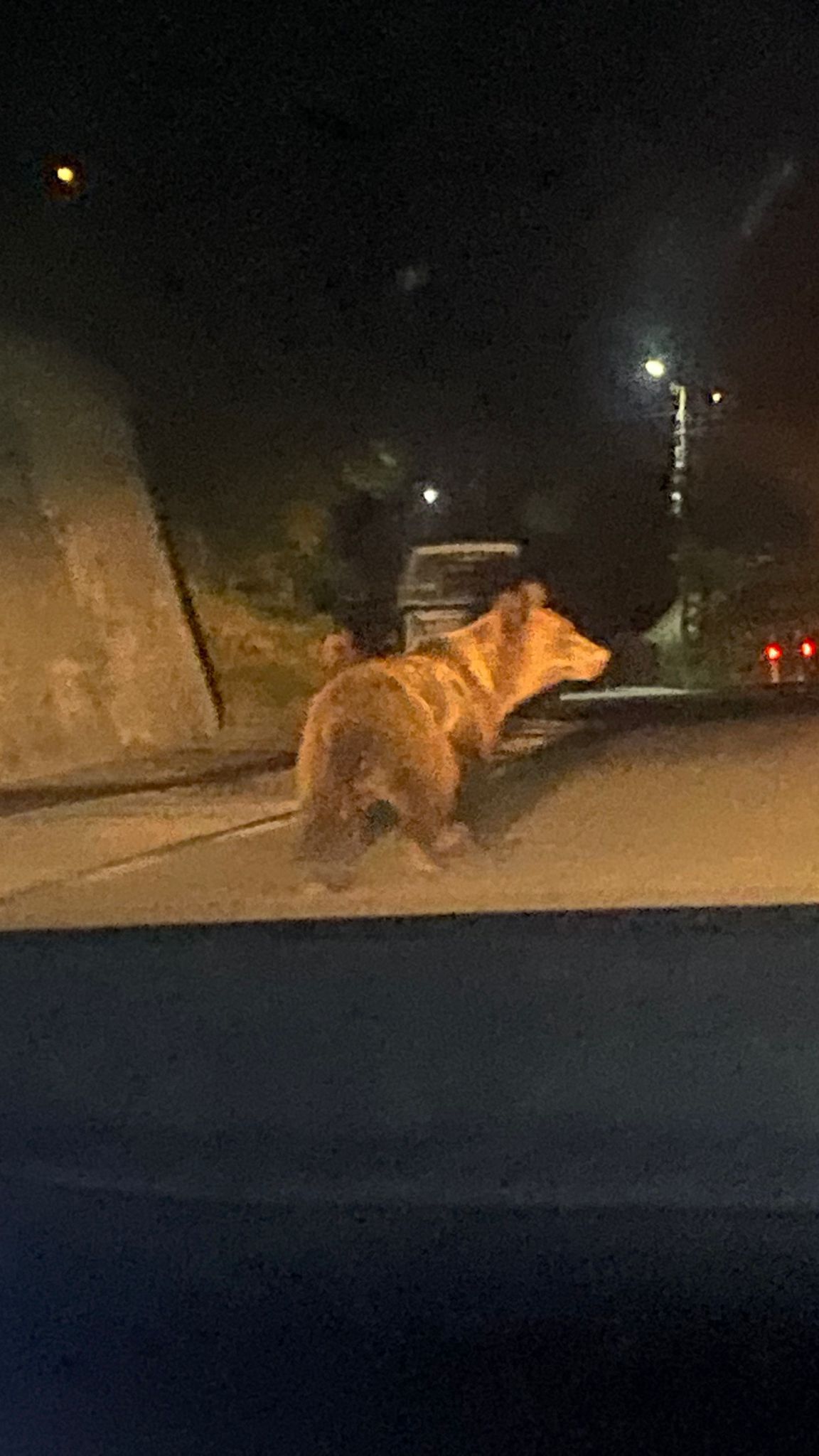 Video: Urși observați în diverse zone din Vâlcea