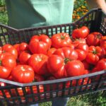 Taxe noi pentru sere și solarii