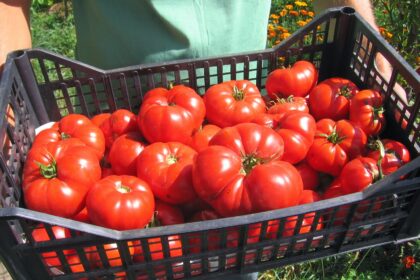 Taxe noi pentru sere și solarii