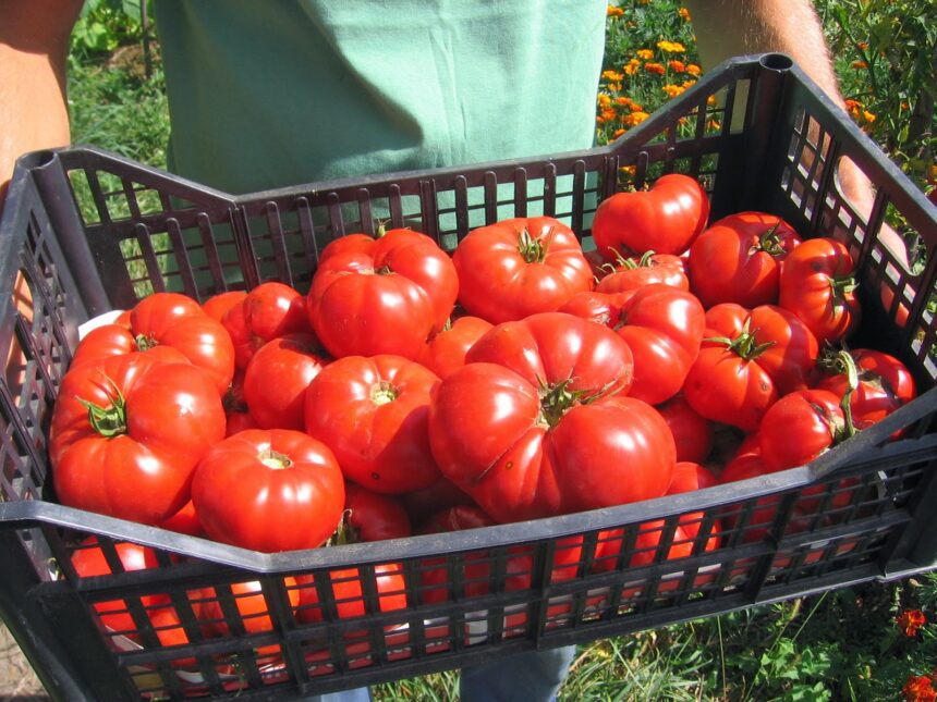 Taxe noi pentru sere și solarii