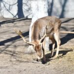 Căprioare, surprize pregătite pentru craioveni, în Parcul Romanescu. Foto: Facebook/ Lia Olguta Vasilescu