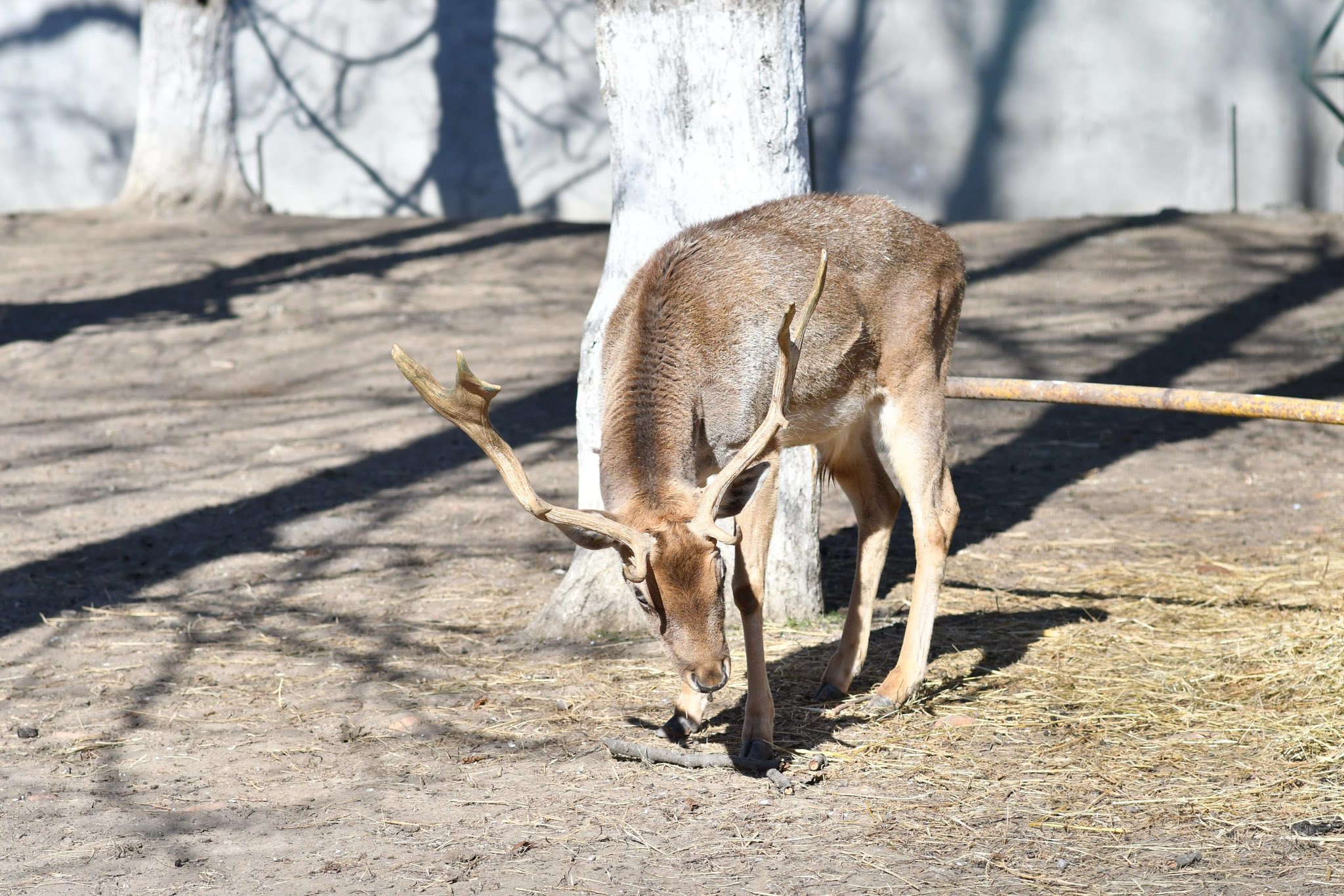 Căprioare, surprize pregătite pentru craioveni, în Parcul Romanescu. Foto: Facebook/ Lia Olguta Vasilescu