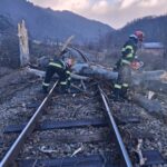 Copac căzut la Vâlcea