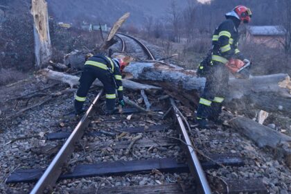 Copac căzut la Vâlcea