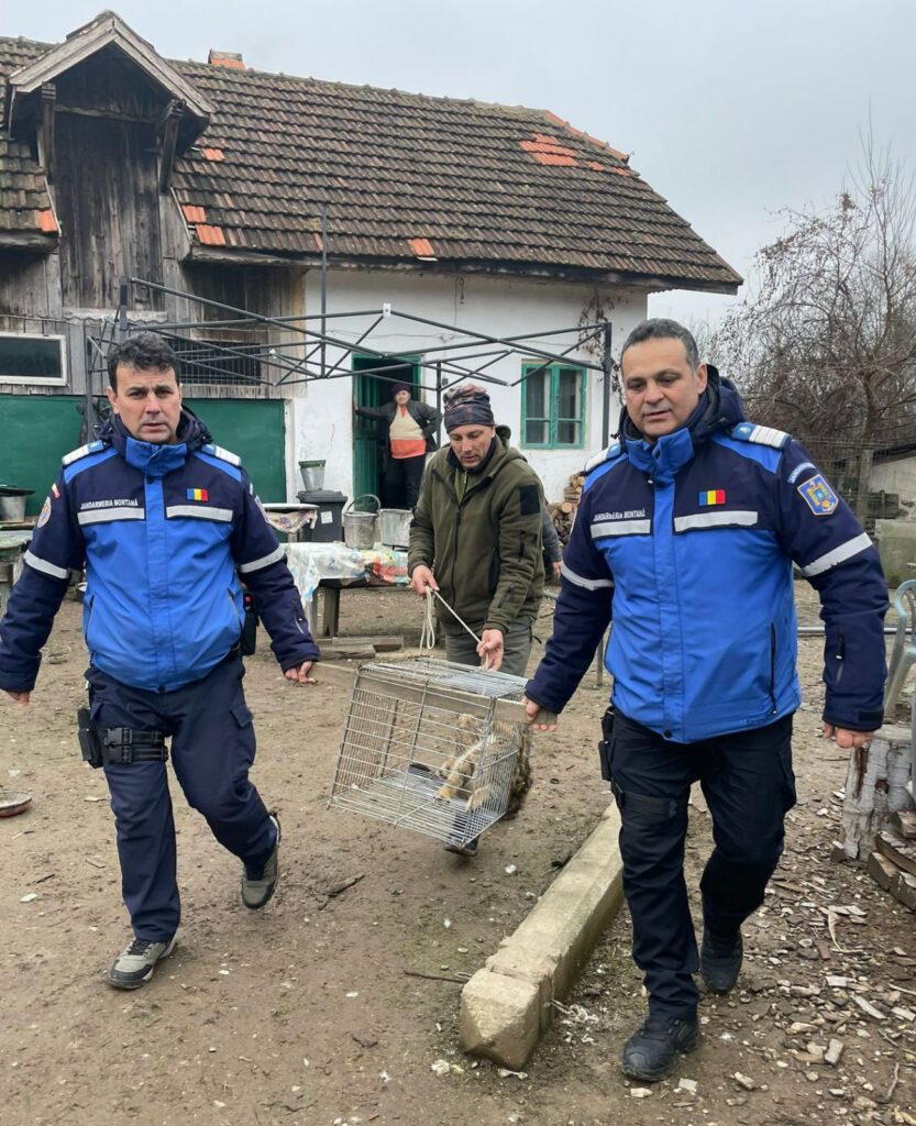 captura pisica - Jurnalul Olteniei – Știri din Craiova și Oltenia