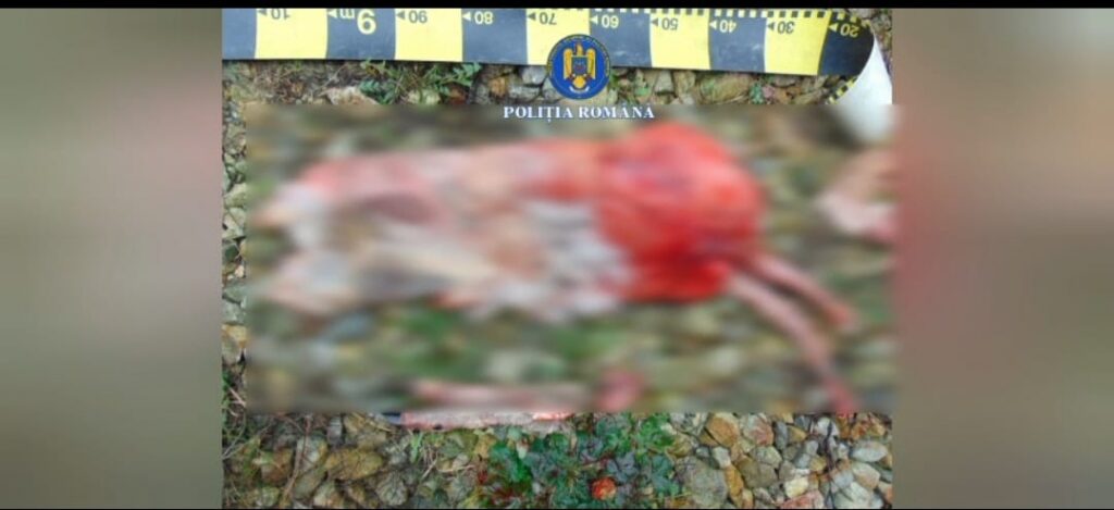 carne vanat - Jurnalul Olteniei – Știri din Craiova și Oltenia