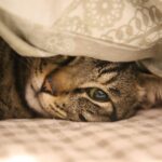 Pisica ideală, în funcție de zodie