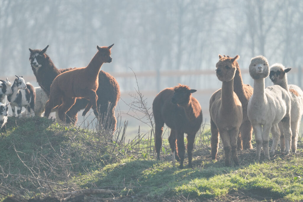 exemplare alpaca Valea Ciutelor deschisă oficial pentru craioveni și pentru turiști