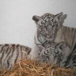 Tragedie, la Zoo Craiova, provocată de o jucărie
