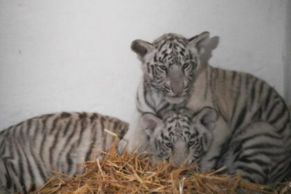 Tragedie, la Zoo Craiova, provocată de o jucărie