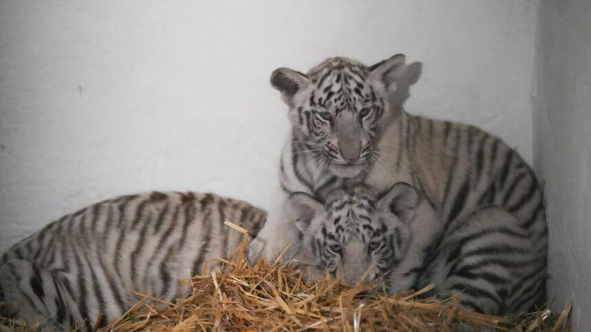 Tragedie, la Zoo Craiova, provocată de o jucărie