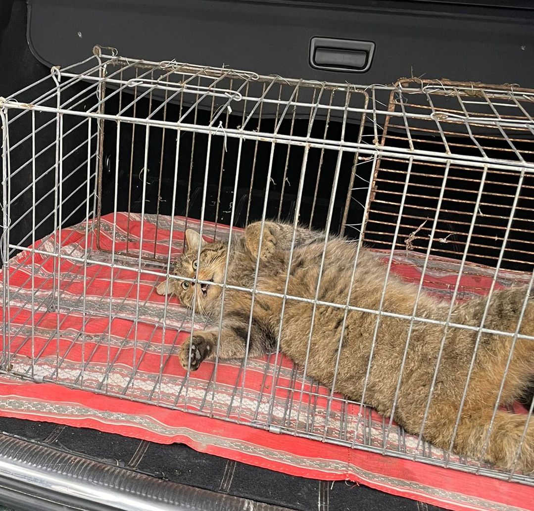 pisica captura - Jurnalul Olteniei – Știri din Craiova și Oltenia