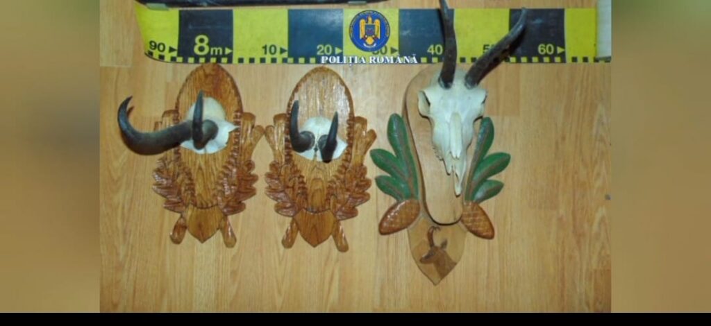 trofee braconaj - Jurnalul Olteniei – Știri din Craiova și Oltenia