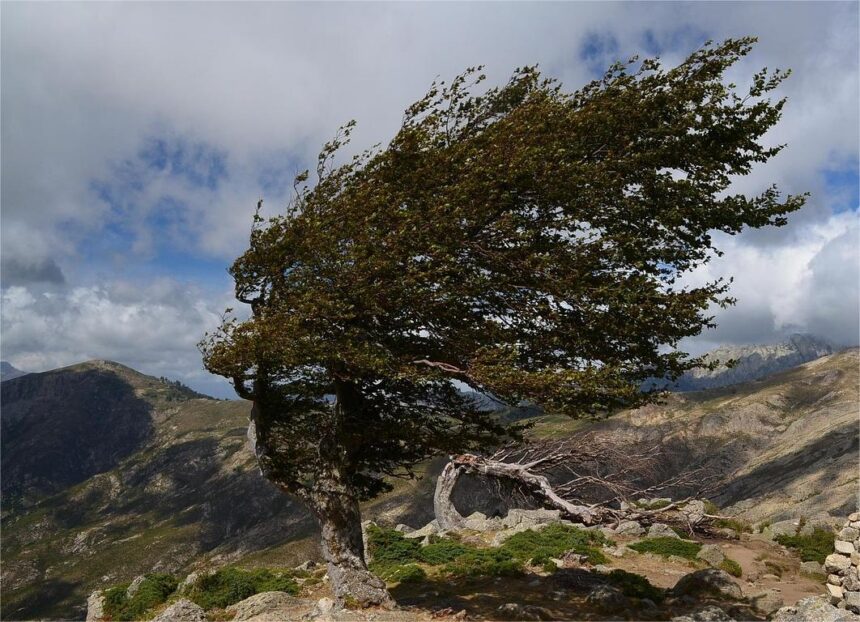 Oltenia, sub cod galben de vânt: Foto: pixabay