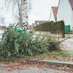 Colectare gratuită pentru brazii de Crăciun în Severin