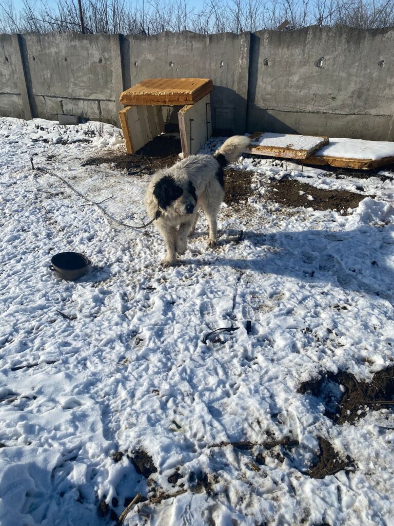 Dolj: Amenzi de 17.000 lei pentru stăpânii de câini