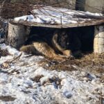 Dolj: Amenzi de 17.000 lei pentru stăpânii de câini