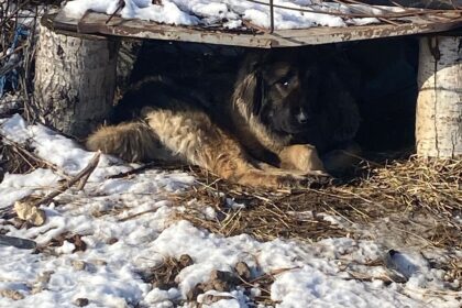 Dolj: Amenzi de 17.000 lei pentru stăpânii de câini