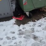 Pui de câine abandonați la gunoi. Amendă de 6.000 lei