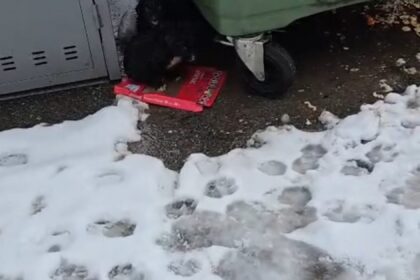 Pui de câine abandonați la gunoi. Amendă de 6.000 lei