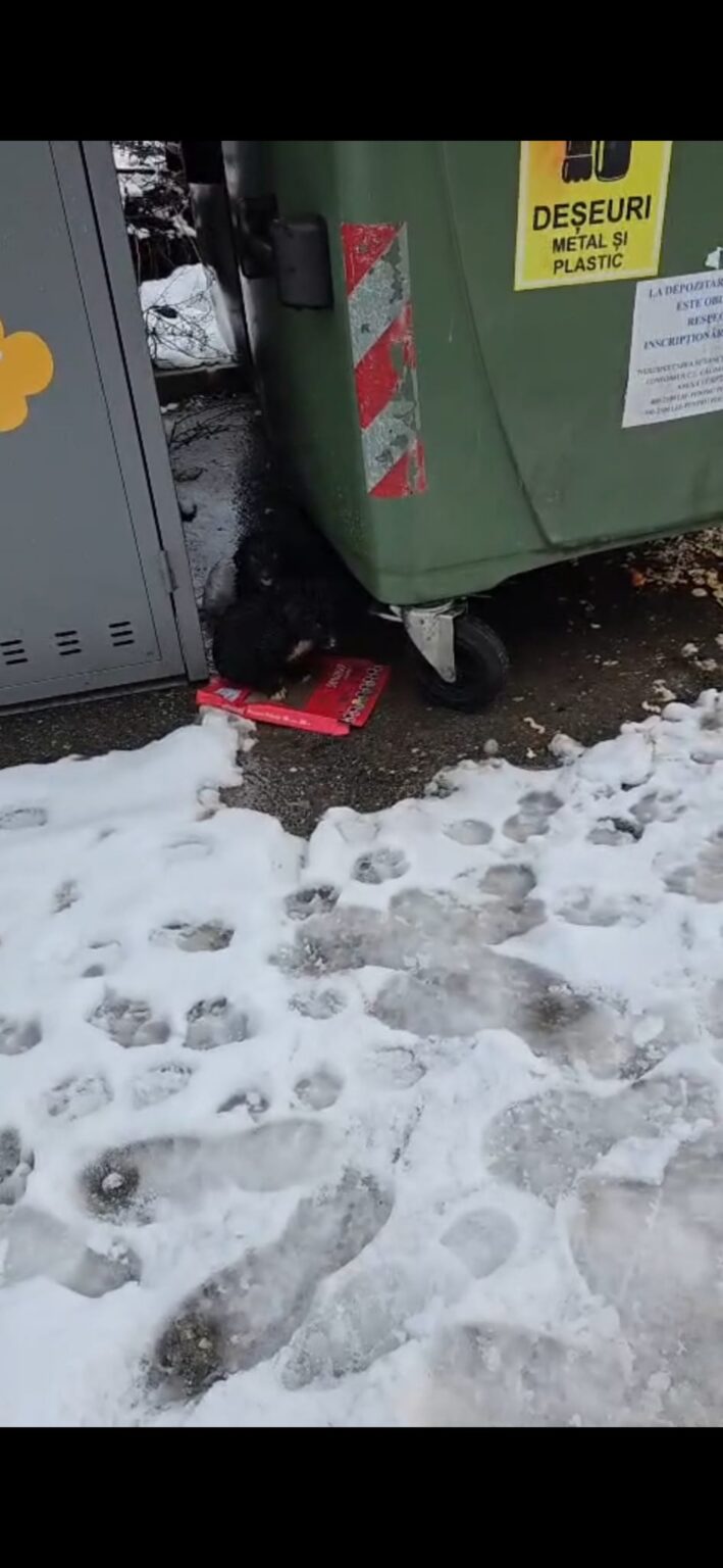 Pui de câine abandonați la gunoi. Amendă de 6.000 lei - Jurnalul Olteniei – Știri din Craiova și Oltenia Pui de câine abandonați la gunoi. Amendă de 6.000 lei