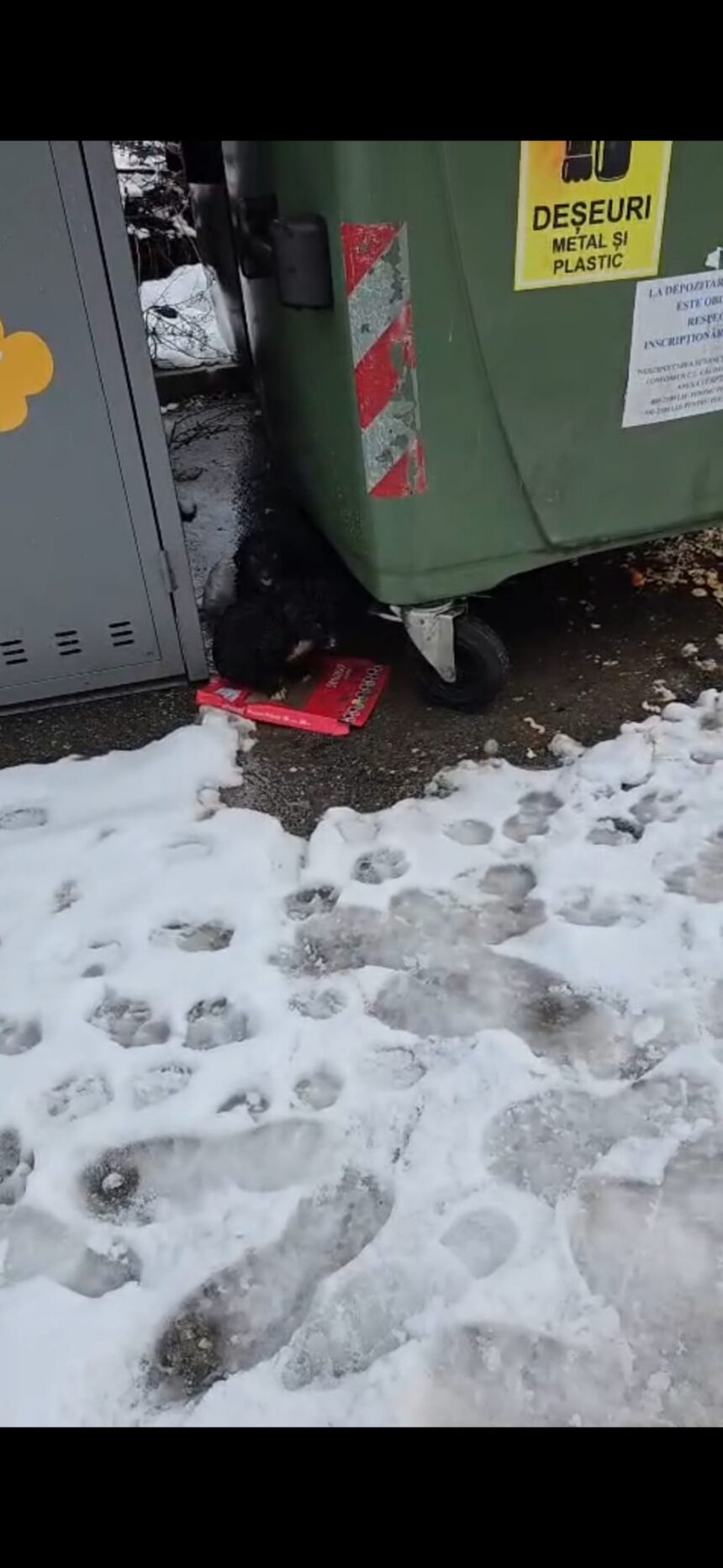 Pui de câine abandonați la gunoi. Amendă de 6.000 lei