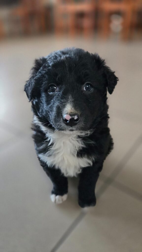 Pui de câine abandonați la gunoi. Amendă de 6.000 lei - Jurnalul Olteniei – Știri din Craiova și Oltenia Pui de câine abandonați la gunoi. Amendă de 6.000 lei